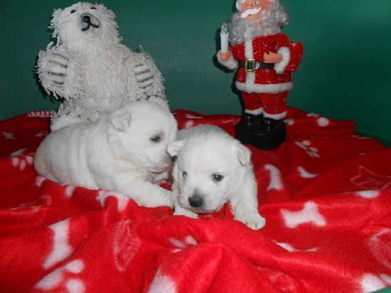 Chiots type westies mâles et femelles