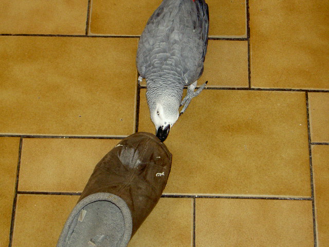 Donne Perroquet Gris du Gabon