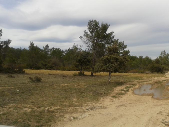 135 hectares, chasse ou sylviculture