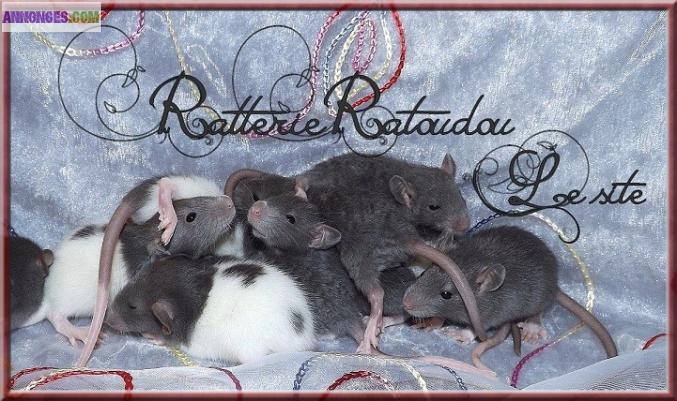 Jolis rats mâles et femelles à adopter