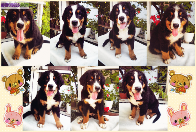 Chiots Bouvier Bernois à vendre