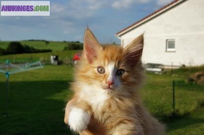 Chaton de type norvegien non loof