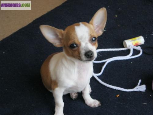 Don de Chiot de type chihuahua femelle non lof