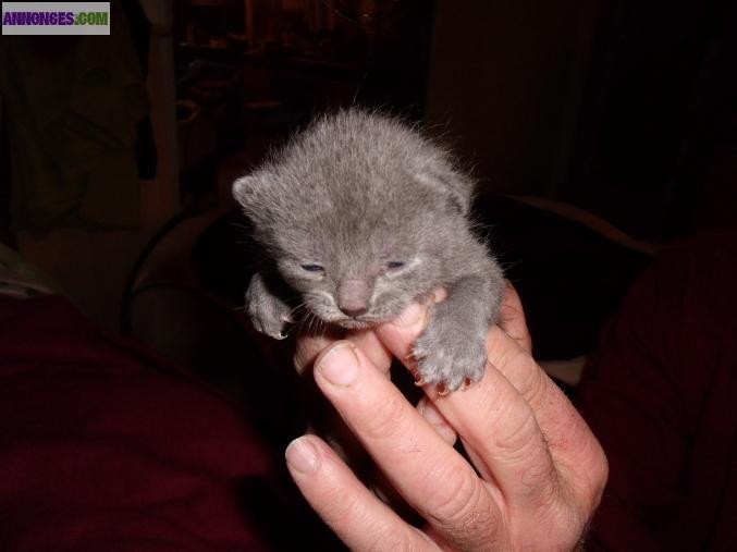 Chatons chartreux