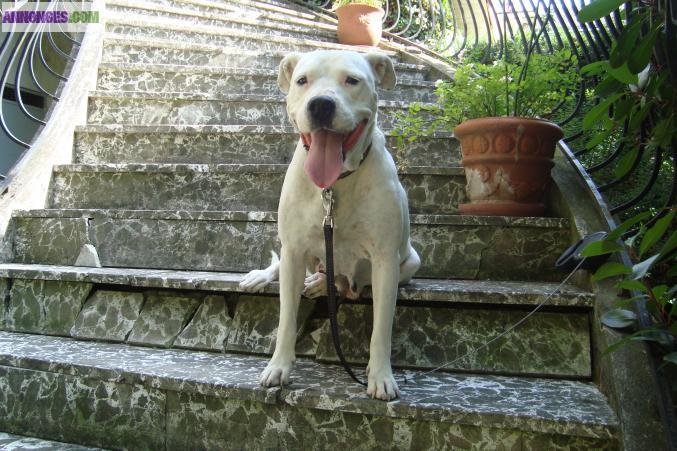 A ADOPTER " SEGUILA"  DOGUE ARGENTIN