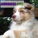 Chiot de type berger australien a adopter