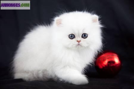 Chaton femelle Persan couleur chinchilla disponible