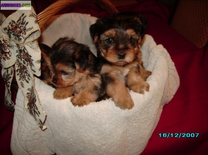 Chiots yorkshire terrier