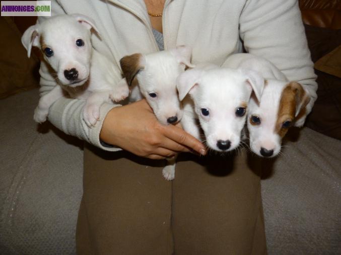 Type Jack Russel Parson