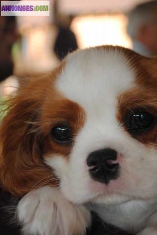 Chiot Femelle Genre Cavalier king charles.