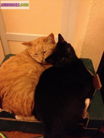 Silk chaton noir mâle de 10 mois non LOOF