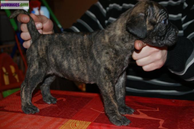 Chiots  cane corso lof a réserver