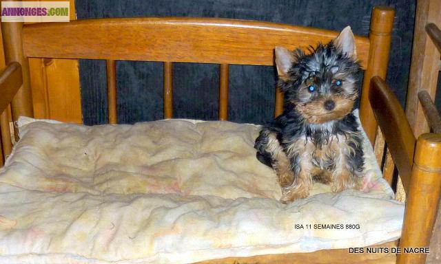 Chiots pure race yorkshire terrier