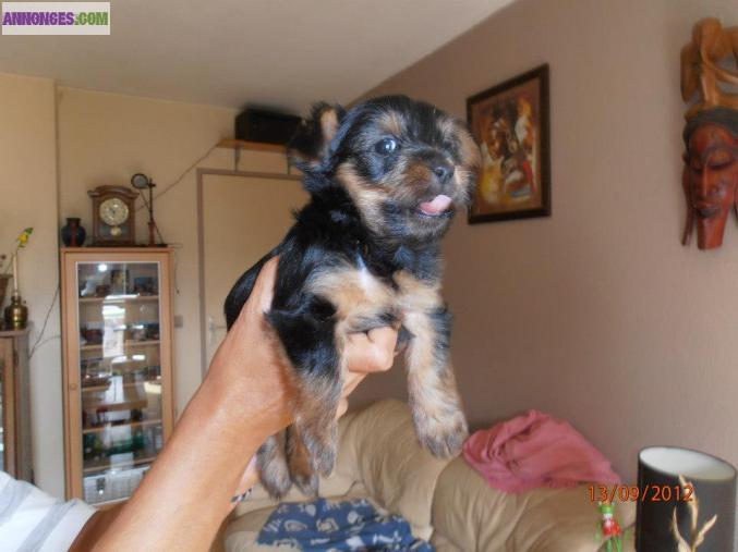 Vends adorables bébés Yorkshire