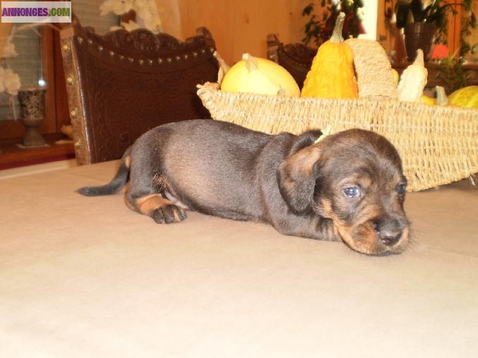 Chiot teckel poil dur standard inscrit au lof
