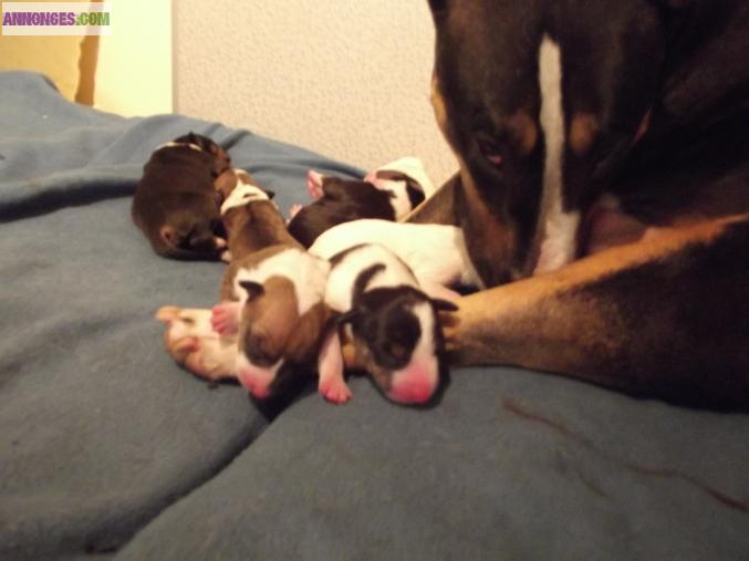 Chiots d'appartenance Bull Terrier non lof