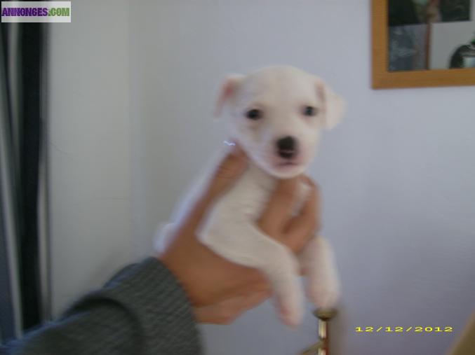Chiots jack russell parson