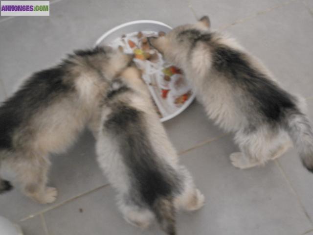 Chiots males malamutes non lof
