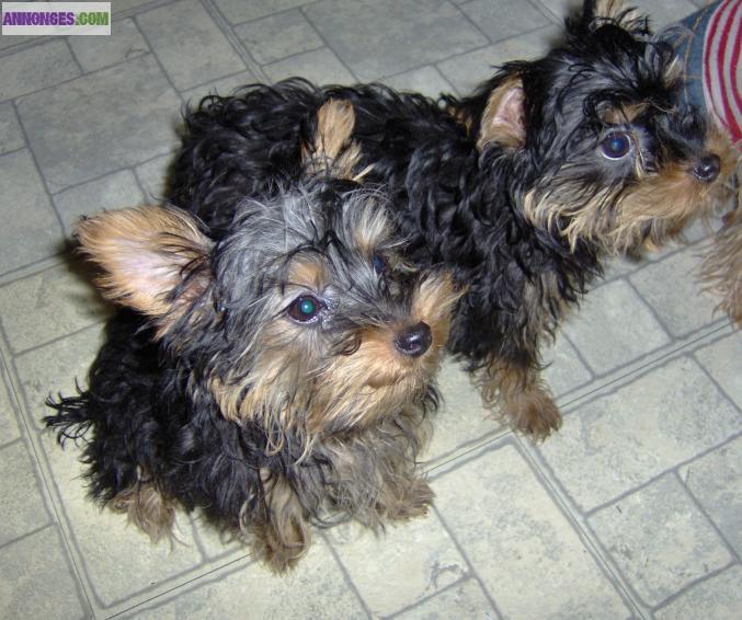 2 CHIOTS TYPE YORKSHIRE