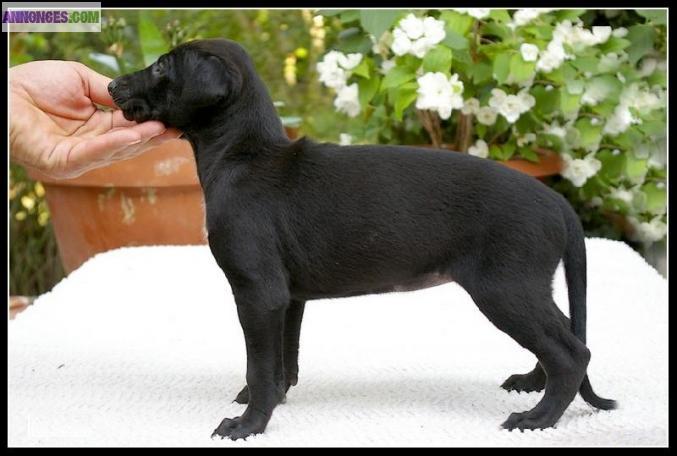 Chiots Petit Levrier Italien, LOF