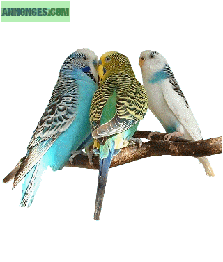 Garde rongeurs  et oiseaux