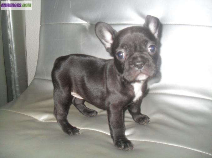 MAGNIFIQUES CHIOTS TYPE BOULEDOGUE FRANCAIS