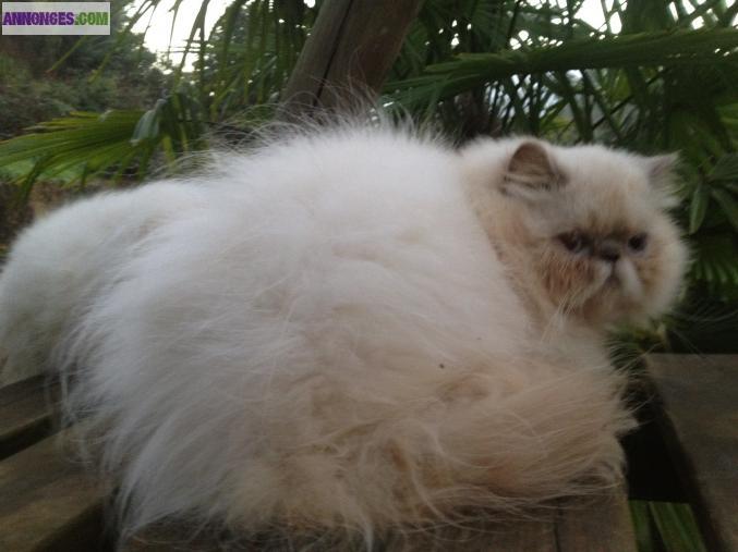 Chatons persans lilac point loof
