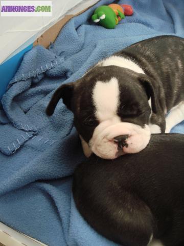 Chiots type bouledogue français