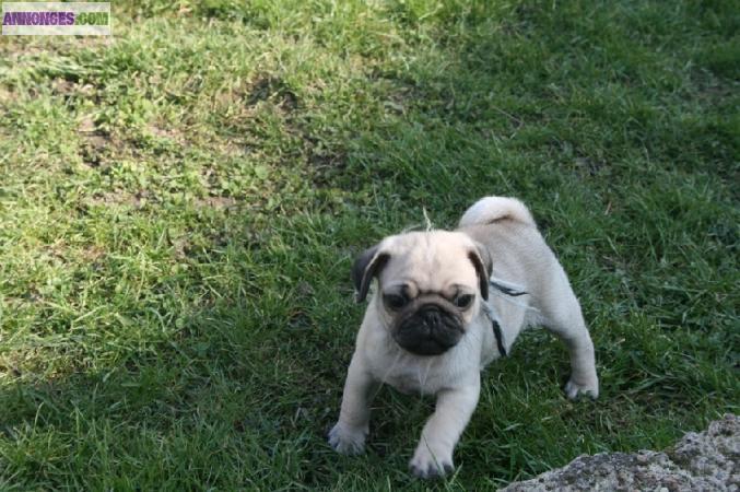 Adorables chiots type carlin car non lof.