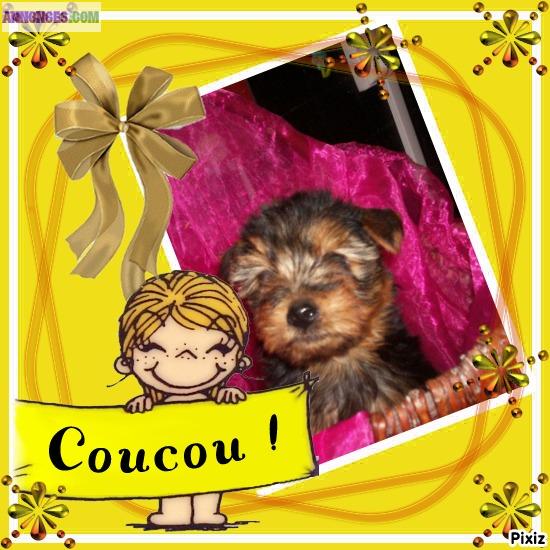 Yorkire terrier non lof