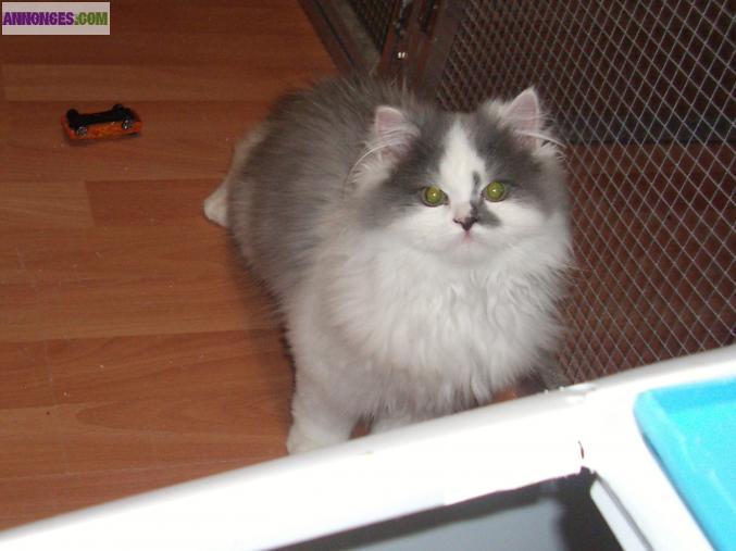 Type male persan non loof