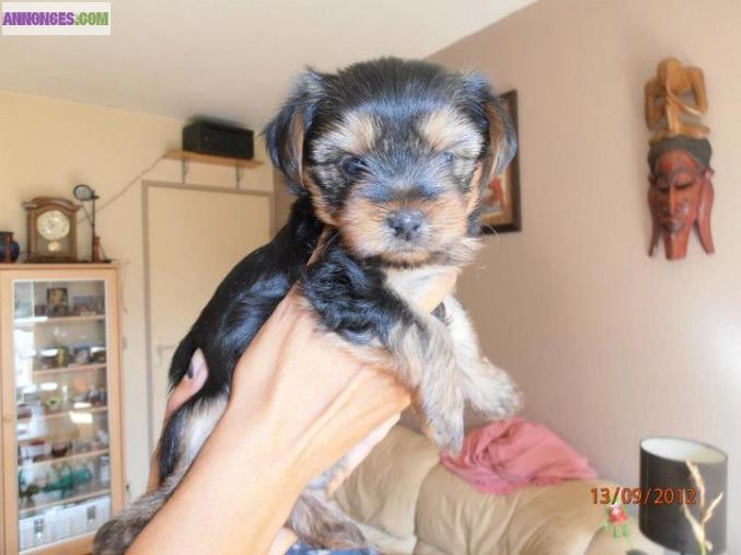 Vends adorables bébés Yorkshire