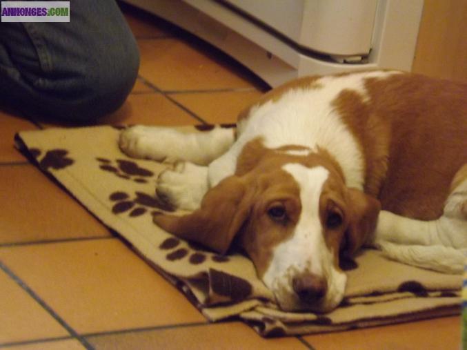 Chiot basset hound