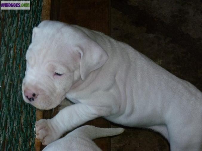 Chiots dogues argentins