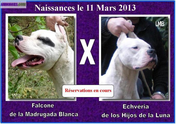 Chiots dogues argentins