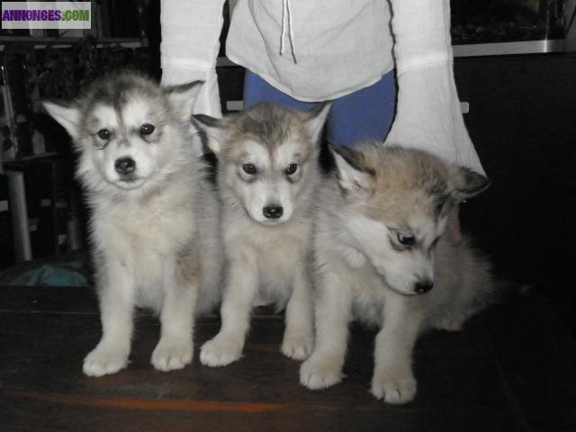 3 chiots malamutes non lof  pure race