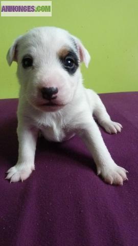 Jacks russels terriers