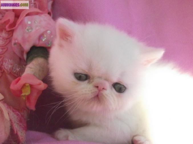 Chatons  angora turc loof à réserver