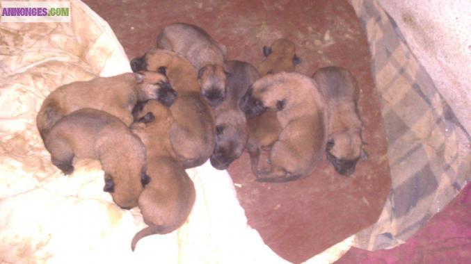Vends chiots type malinois