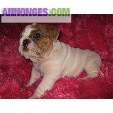   Nous vous proposons de magnifiques chiots2 type bulldog anglais