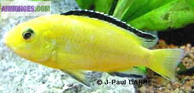 5 Labidochromis caeruleus (labido jaune)