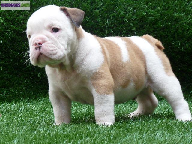 Chiots type bouledogue anglais non lof
