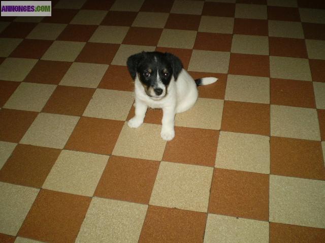 Chiots de type Jack Russel