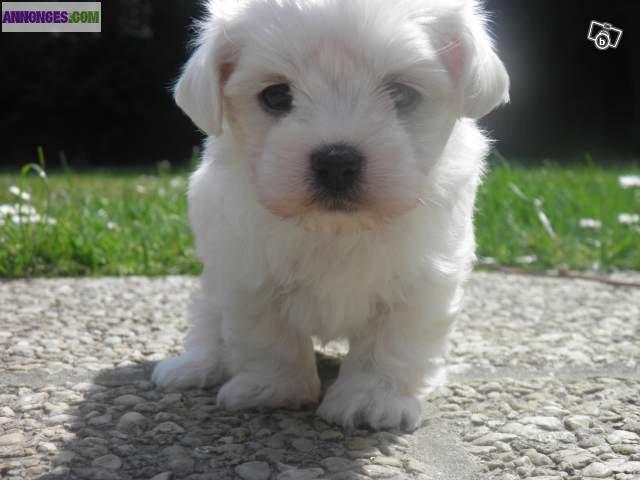 Chiot type bichon maltais