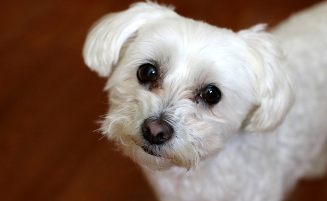 Vends Chiot Bichon Maltais