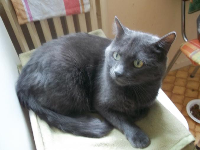 Donne chats contre bons soins