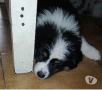 Chiots bergers australiens