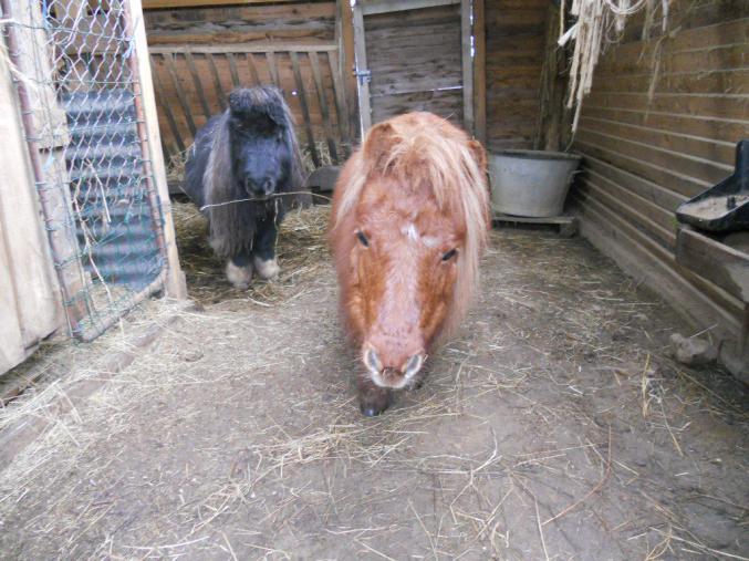 Poneys shetland