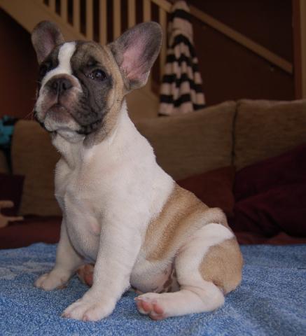 Impecable chiots bouledogue francais disponible. 