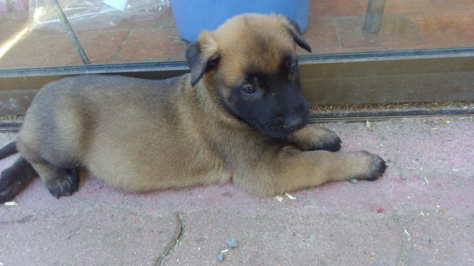 à réserver berger belge malinois